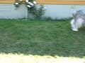 Antiguo Perro Pastor Inglés video