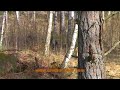 unghundsträning på vildsvin