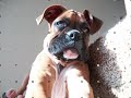 Lucy The Boxer puppy 15 weeks old