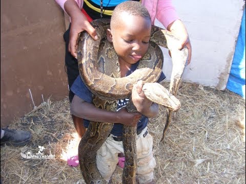 Huu hapa mchezo hatari ni wa kuchezea Nyoka kama muoga usiangalie inatisha
