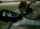 Killin A Cat