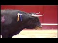 la muerte de  un toro