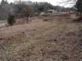 Beagle Pups Sight Chase