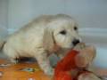 videos de Golden Retriever Macho STA REF:196