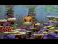 Movida bajo el mar (Trailer)