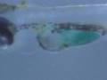 Oxymonacanthus longirostris Prolarvae 200X 42 hph
