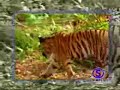 Ape vs. 2 Tigers