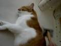 エキサイト猫