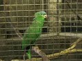 Sprechende Amazone