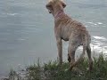 My Golden Retriever, nursing to growing up
