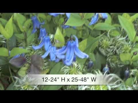 how to fertilize clematis