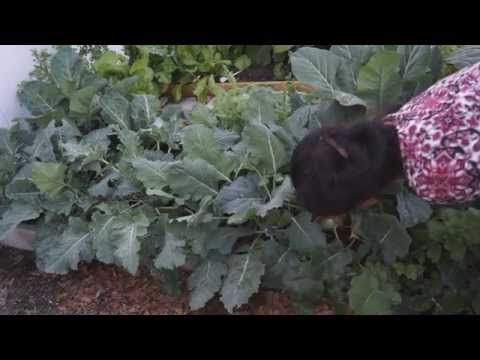 how to collect kohlrabi seeds