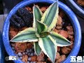 agave