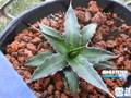 agave