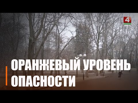 На Гомельщине 15 января объявлен оранжевый уровень опасности. Причина – сильный ветер