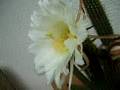 rare flowering of tall cactus