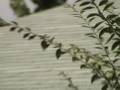 10-05-07 Twice, large bird confronts SAPD Helicopter
