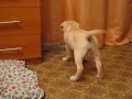Щенок Лабрадора ретривера хулиганит