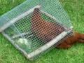 Comment Capturer Une Poule