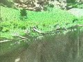 Bamboo Fly Rod Dry Fly Fishing Trout Takes