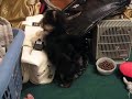 Teacup Morkies - www.yorkiecuties.com - video #3
