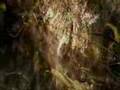 Renegade : ayahuasca trip set to Godspeed You Black Emporer