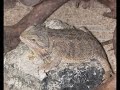 Drago Barbuto (Pogona Vitticeps)
