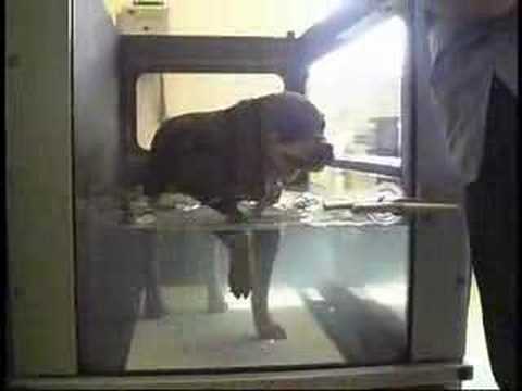 hydro therapy for dogs