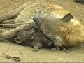Balule the Hyaena cub