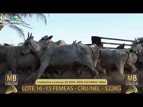 511� LEIL�O VIRTUAL MB LEIL�ES