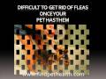 default How to get rid of Cat Fleas