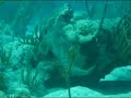 Scuba Diving - NASA - Mayaguez Puerto Rico