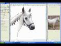 Drawing a Welsh Pony request