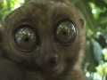 The Mighty Maki feat. Mr. Oizo The Mighty Maki feat. Mr. Oizo