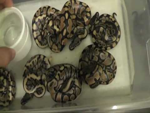 YouTube reptile video