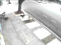 Attaque de plusieurs Pitbulls