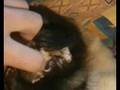 Ferret - Ruski