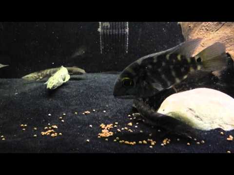 feeding time - Just feeding the 180 gallon some NLS Pellets. Black Arowana True Parrot Fish 2x Delhezi Bichir 2x Palmas Polli Bichir 2x Green Zaire Bichir 1x Lapradei Bichi...