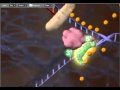 dna replication