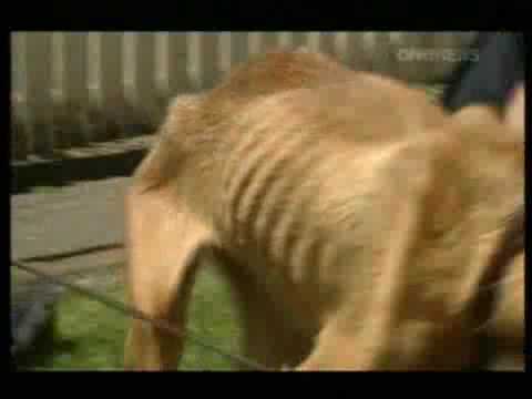 spca - Still no justice for abused Eve:EVE, the starving dog whose shocking photos broke the hearts of New Zealanders, is still waiting for justice almost a year to...