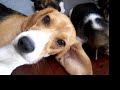 Beagle Per� - Cachorros de �mbar