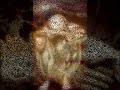 ?? ?????? ?????? - ??????? ??????? ? ?????