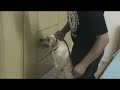 Labrador para narc�ticos