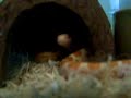 Rio - baby creamsicle corn snake