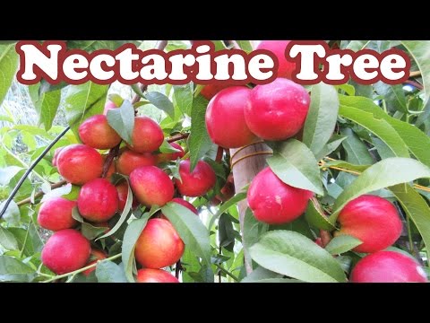 how to nectarine tree