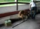 www.canilcaraibas.com