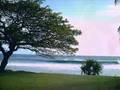 Francis Bernier - Arbre mon ami