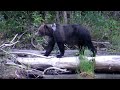 b�renmutter mit zwei jungen am river atnarko im tweedsmuir provincial park in b.c. kanada.
