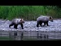 b�renmutter mit zwei jungen am river atnarko im tweedsmuir provincial park in b.c. kanada.