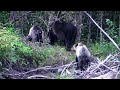 b�renmutter mit zwei jungen am river atnarko im tweedsmuir provincial park in b.c. kanada.